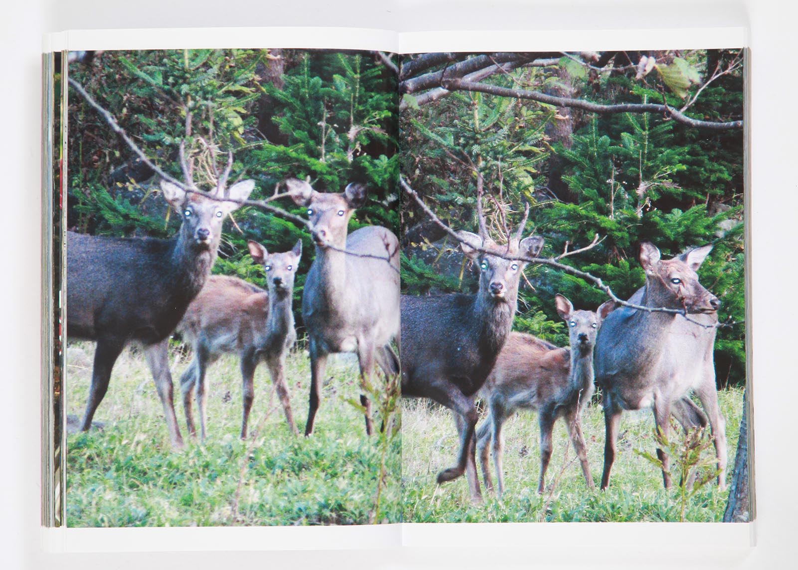 01-johnnie-walker-on-the-beach_francisco-paco-carrascosa_doppelseite_hirsche-japan-1600px